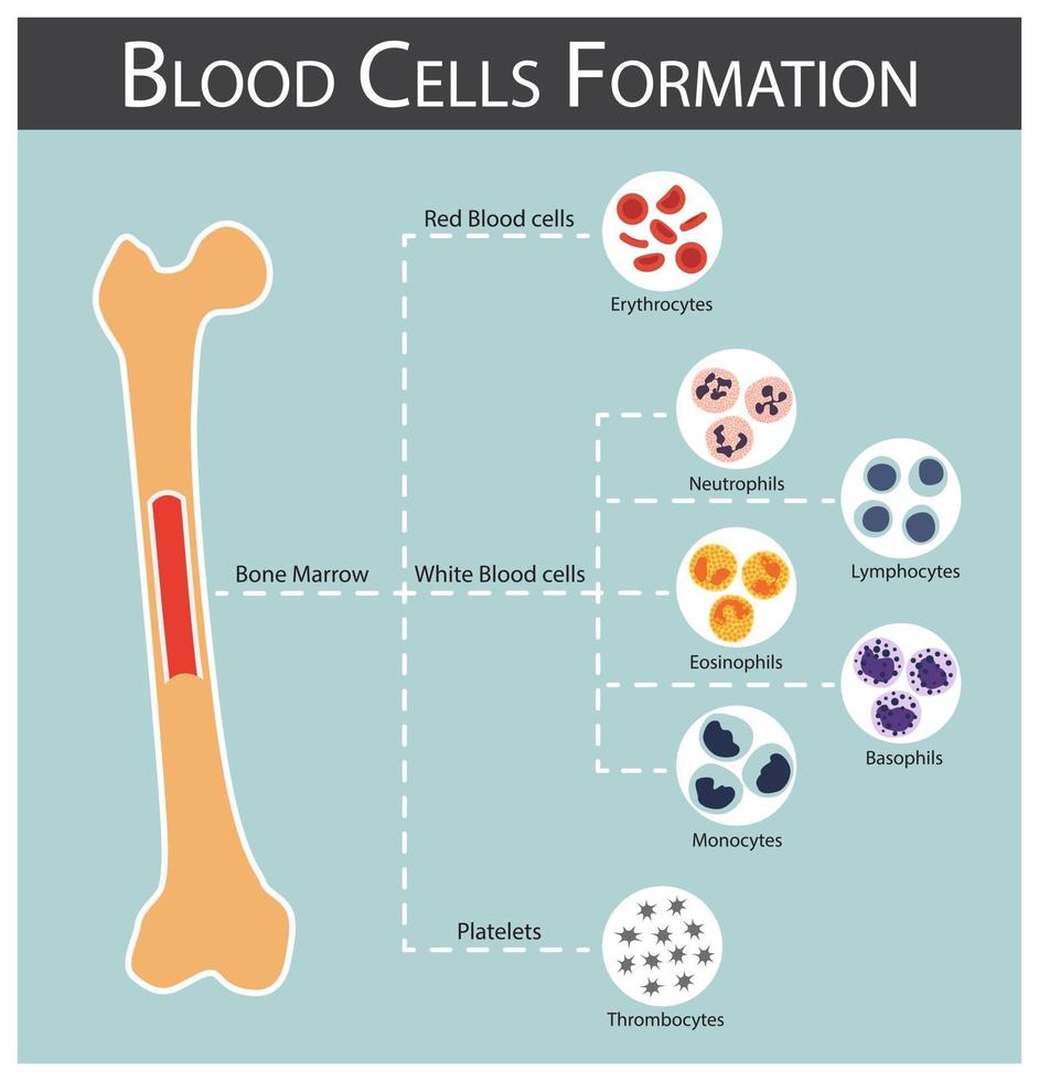 formation de cellules sanguines moelle osseuse produire des cellules sanguines série érythrocytes lymphocytes neutrophiles monocytes éosinophiles basophiles thrombocytes concept d'hématologie et infographie vecteur