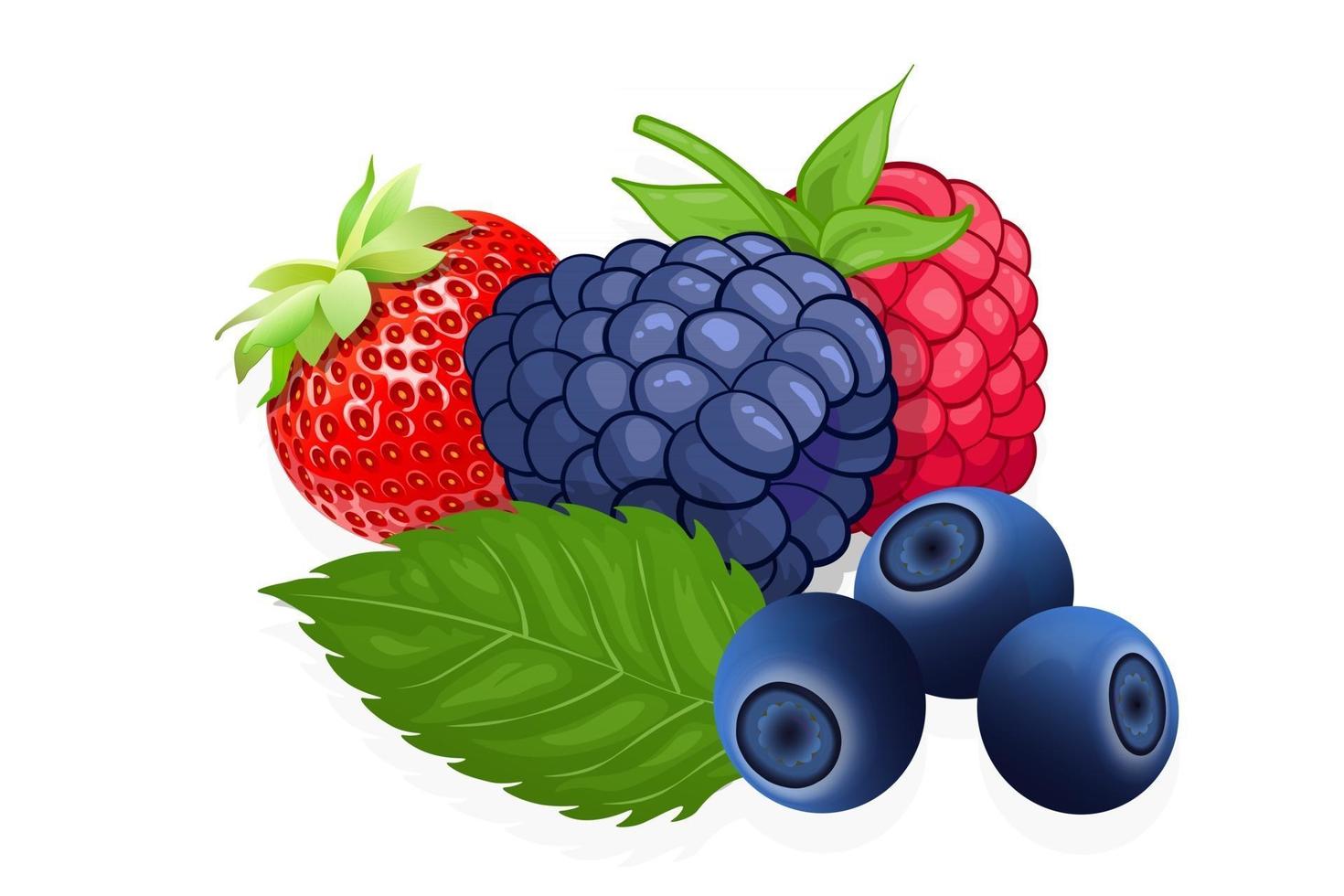 Framboise myrtille et fraise illustration de fruits sucrés pour le web isolé sur fond blanc vecteur