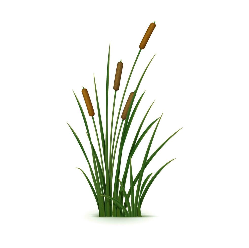 réaliste roseau, carex et herbe, plante variété vecteur