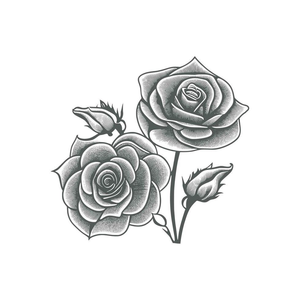 Rose main tiré crayon esquisser, coloration page, et livre, Rose fleur contour, illustration encre art. Rose vecteur art.