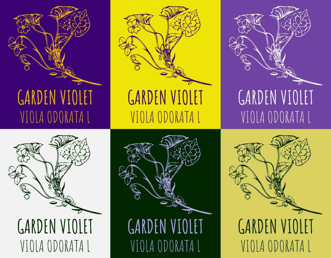 ensemble de vecteur dessin de jardin violet dans divers couleurs. main tiré illustration. Latin Nom alto odorata l.