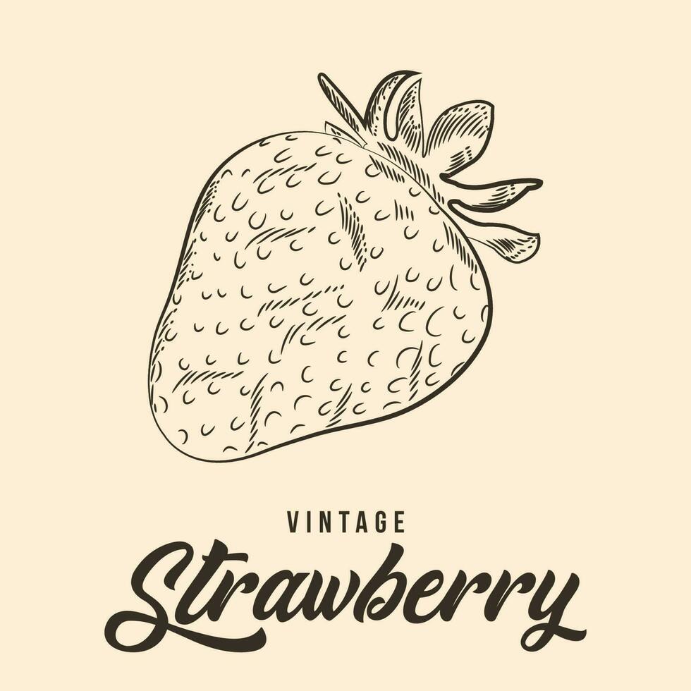 ancien main dessin fraise fruit esquisser vecteur Stock illustration