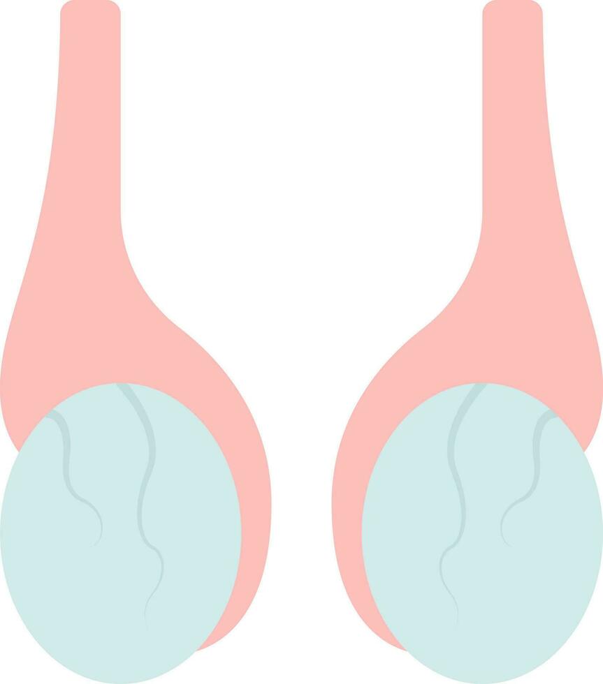 plat scrotum anatomie icône dans gris et rose couleur. vecteur