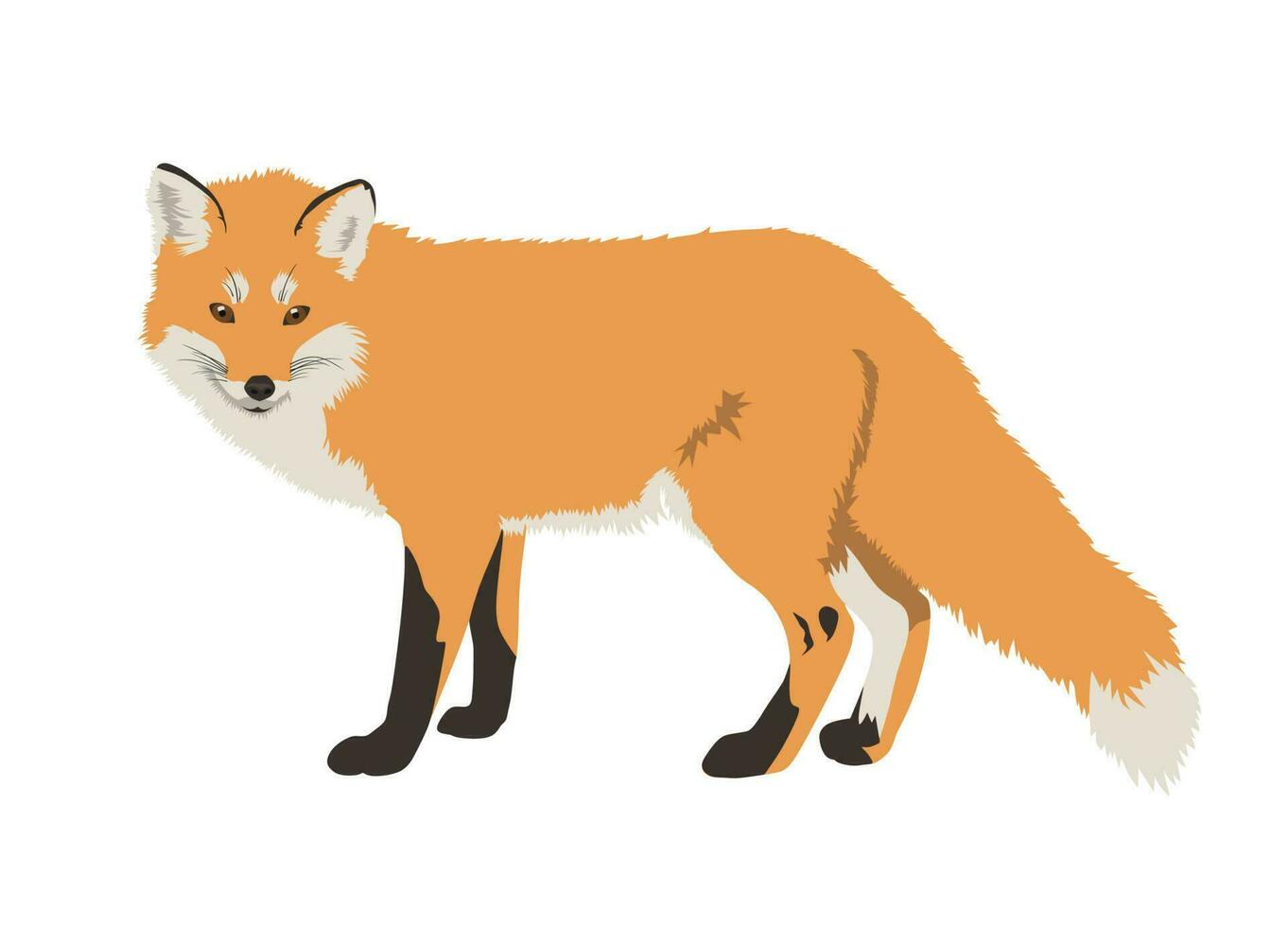 réaliste rouge Renard vecteur illustration