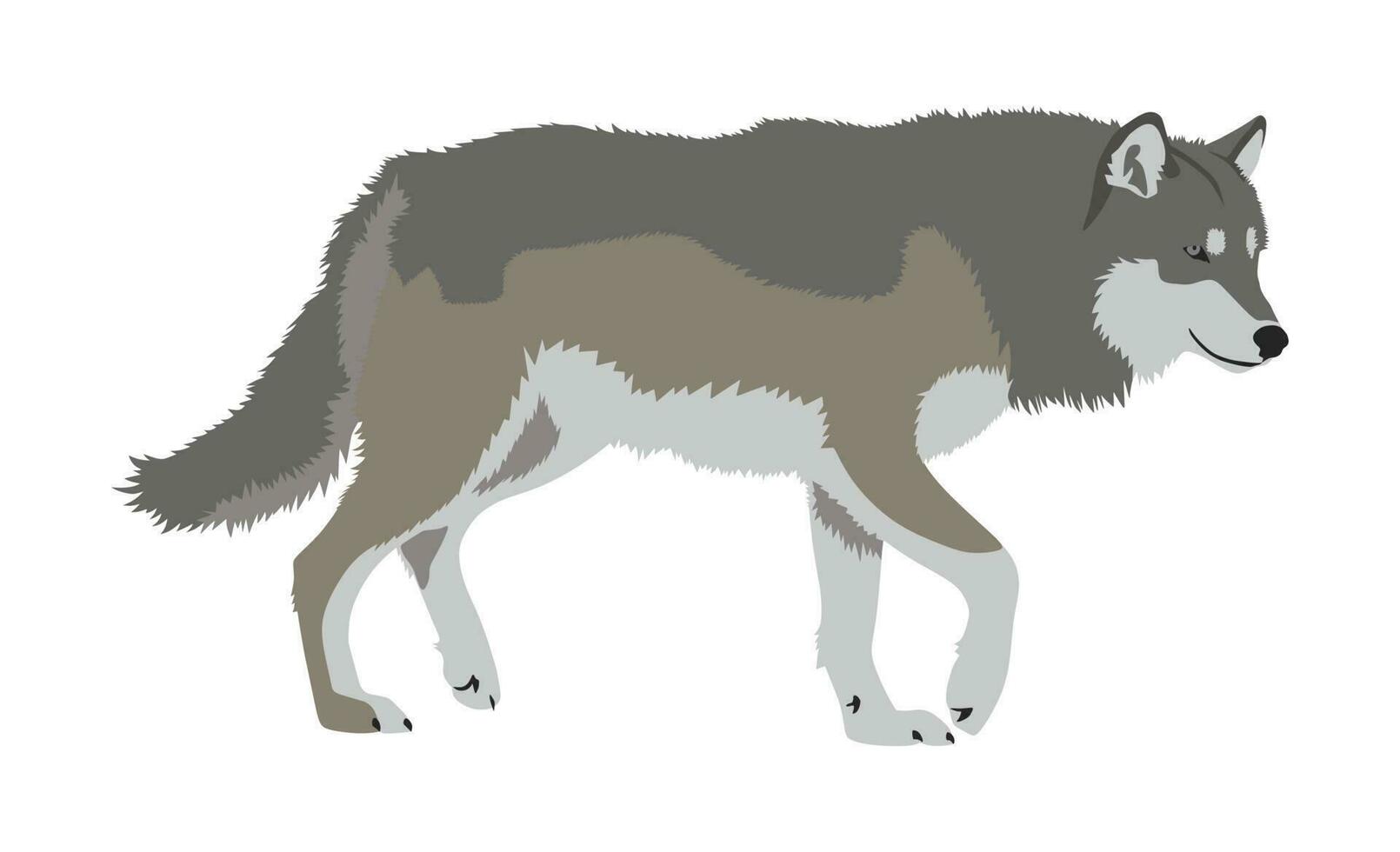 réaliste gris Loup en marchant vecteur illustration