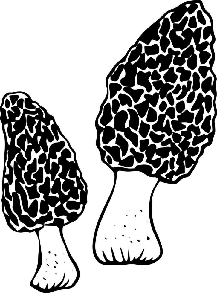 vecteur noir et blanc morille champignons griffonnage style isolé sur blanc Contexte