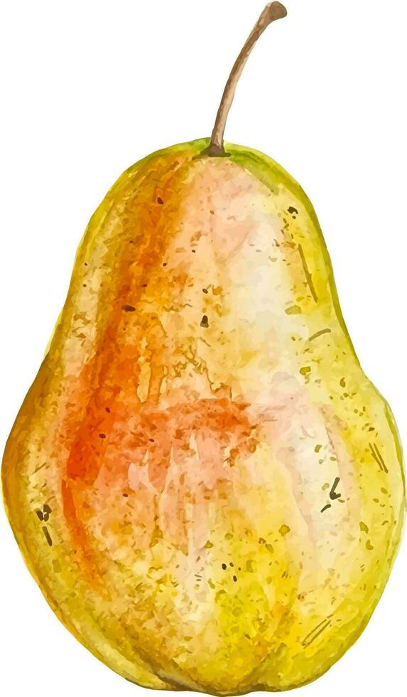 aquarelle poire isolé sur blanc main tiré saison fruit illustration vecteur