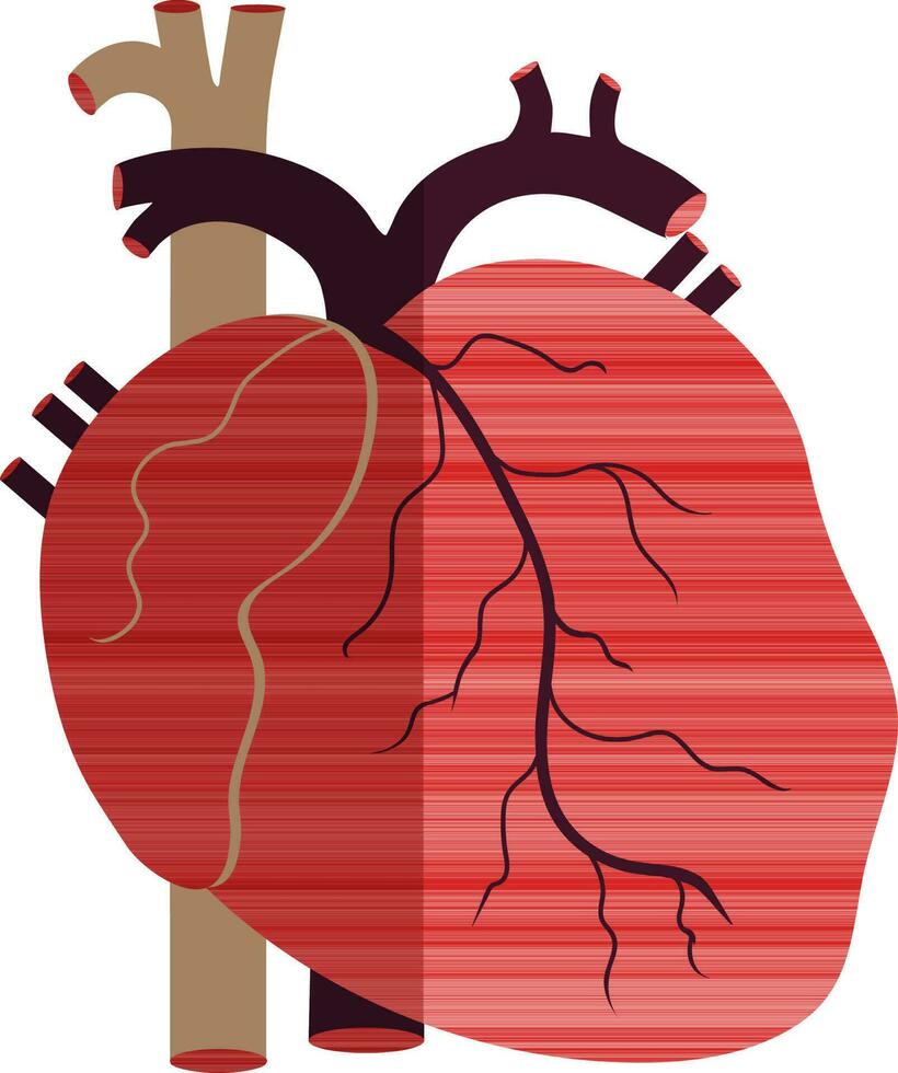 moitié ombre de Humain cœur image à l'intérieur corps. vecteur