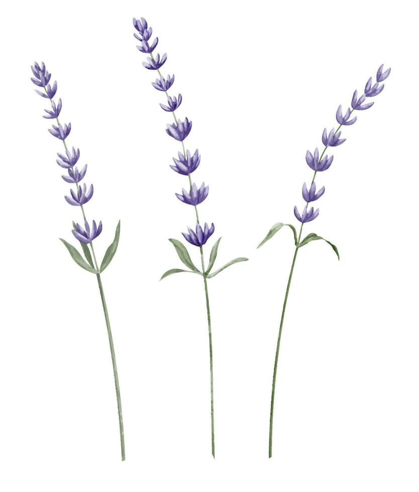 lavande fleurs aquarelle ensemble. main tiré illustration de Provence herbes sur blanc isolé Contexte. dessin de lilas paquet pour salutation cartes ou mariage invitations. floral clipart de lavandula vecteur