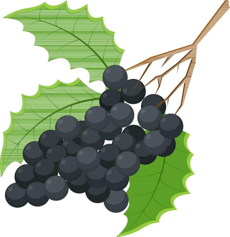 illustration de les raisins avec feuilles. vecteur