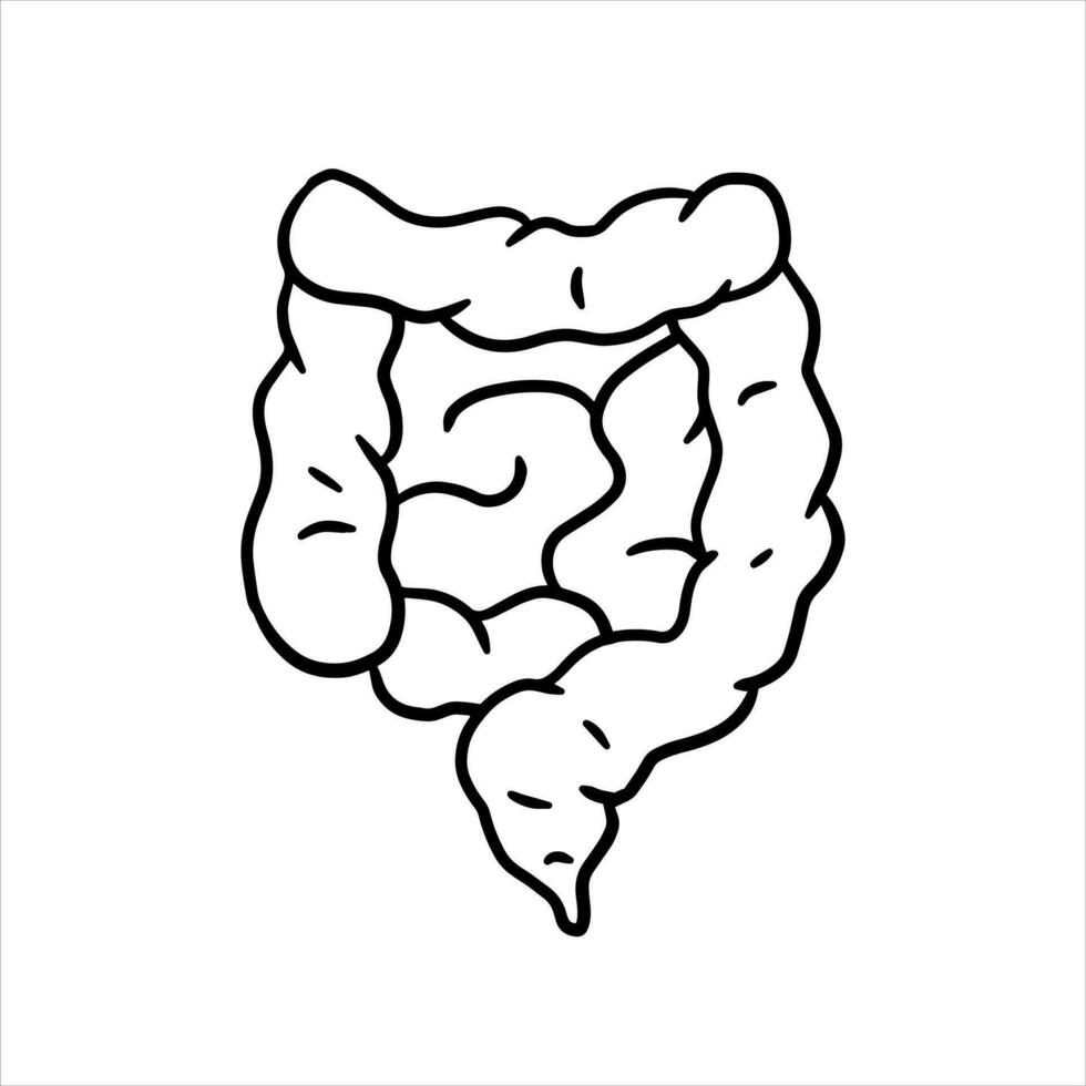 intestin interne organe. Humain digestif tract. médical icône. noir et blanc illustration isolé sur blanc vecteur