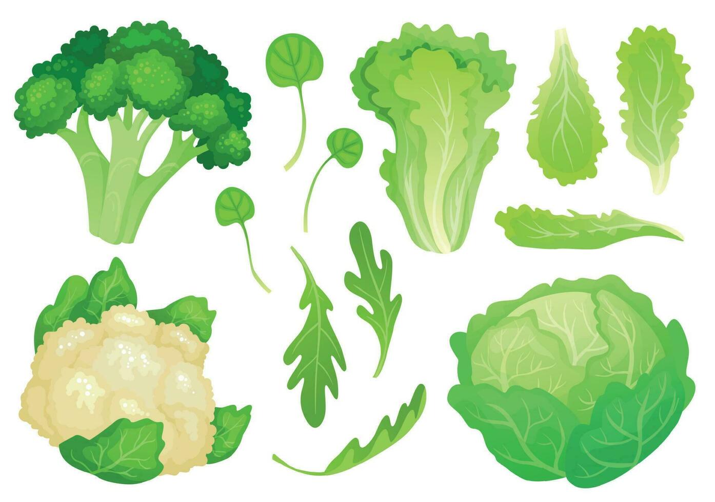 dessin animé choux. Frais salade feuilles, végétarien régime salade et en bonne santé jardin vert chou. choufleur tête vecteur illustration