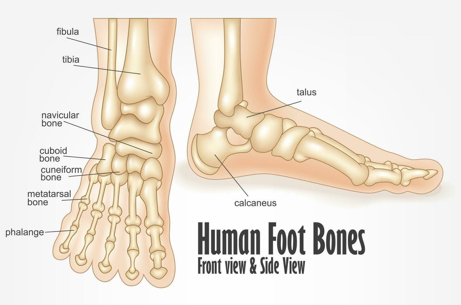 Humain pied des os de face et côté vue anatomie, vecteur illustration