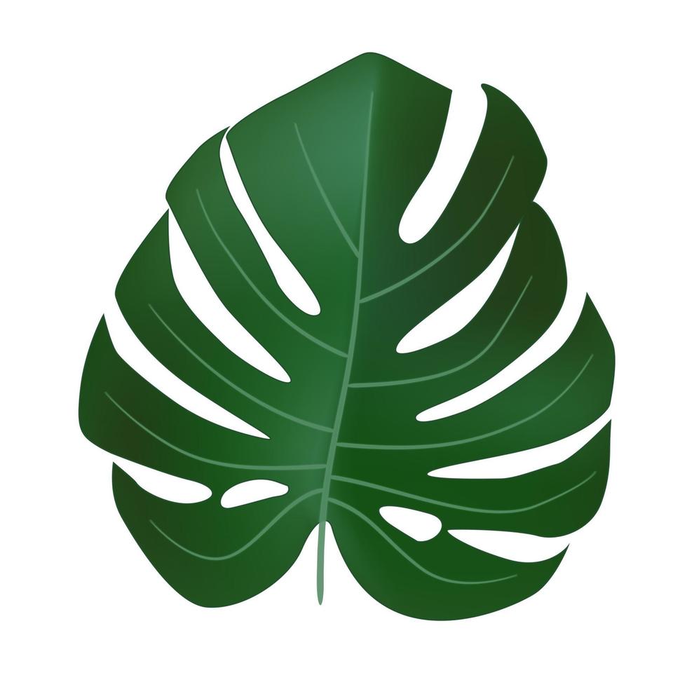 icône tropicale de feuille de monstera vert réaliste naturel vecteur