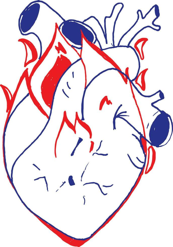 Facile illustration de Humain cœur vecteur