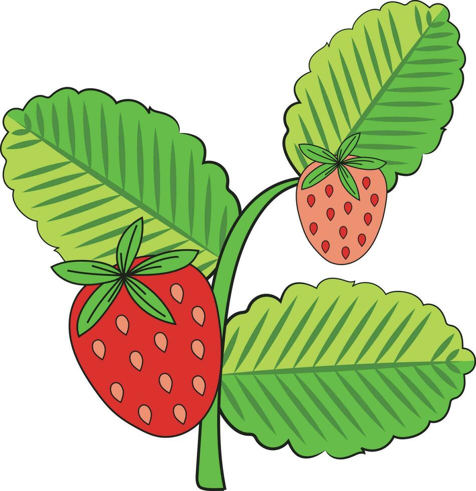 fraise avec feuilles illustration graphique élément vecteur