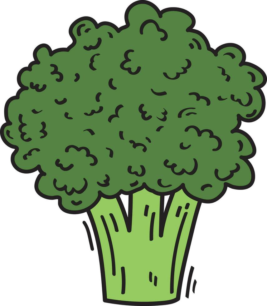 vert brocoli légume illustration nourriture vecteur