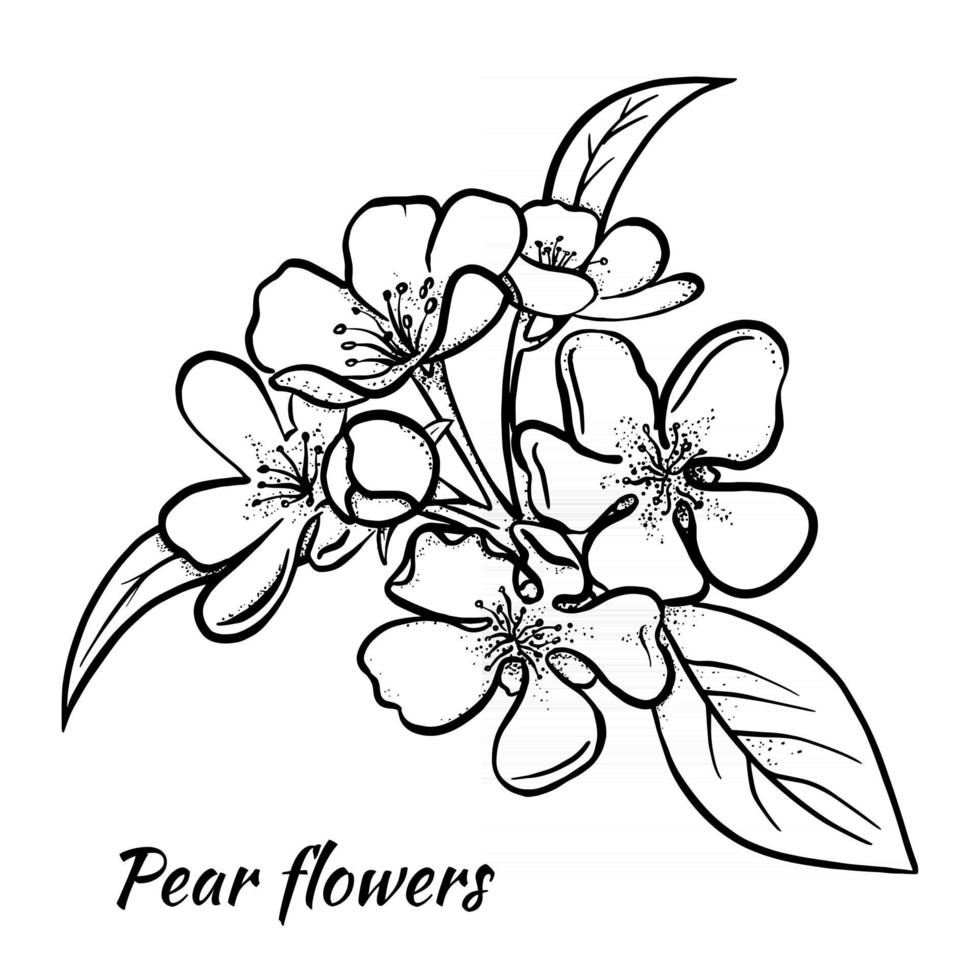 Croquis de fleurs de poire fait à la main illustration linéaire isolé sur un vecteur de fond blanc