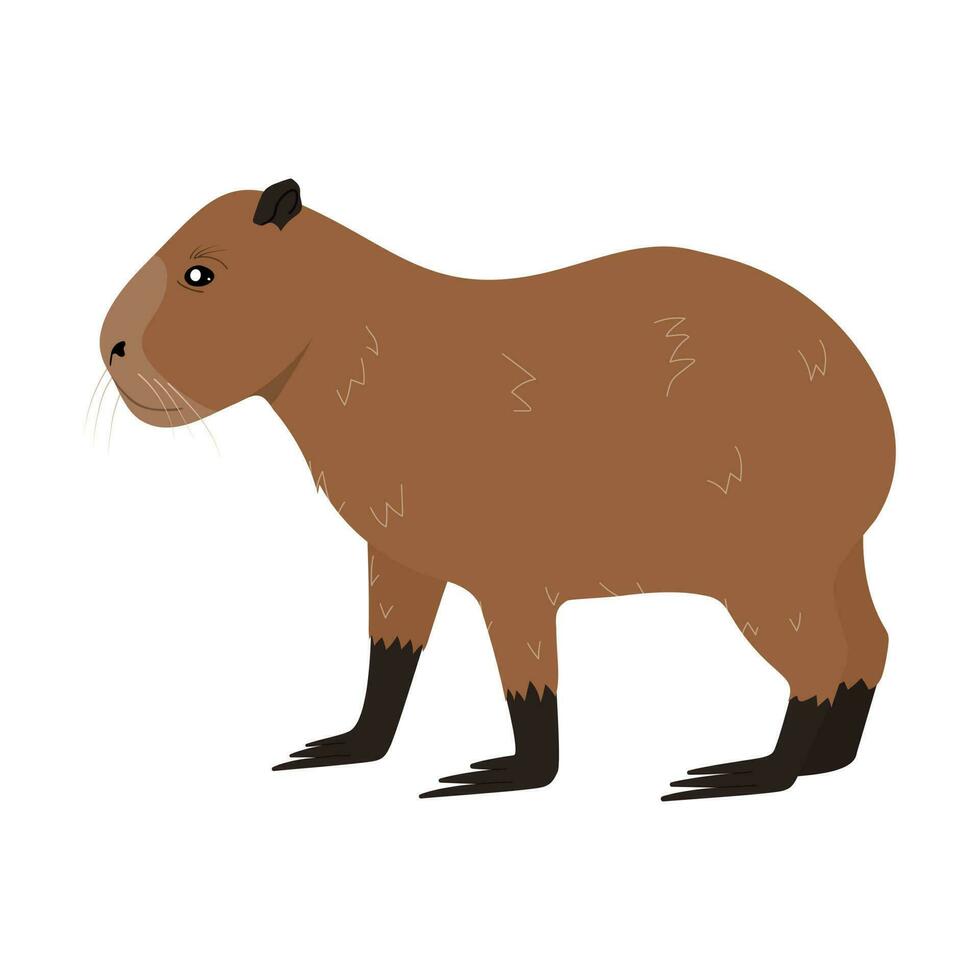 dessin animé capybara animal isolé sur blanc Contexte vecteur