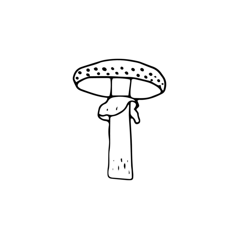 champignon, génial conception pour tout fins. griffonnage vecteur illustration. comestible champignons et champignons. en bonne santé nourriture illustration. l'automne forêt les plantes croquis pour textile, fond d'écran, coloration