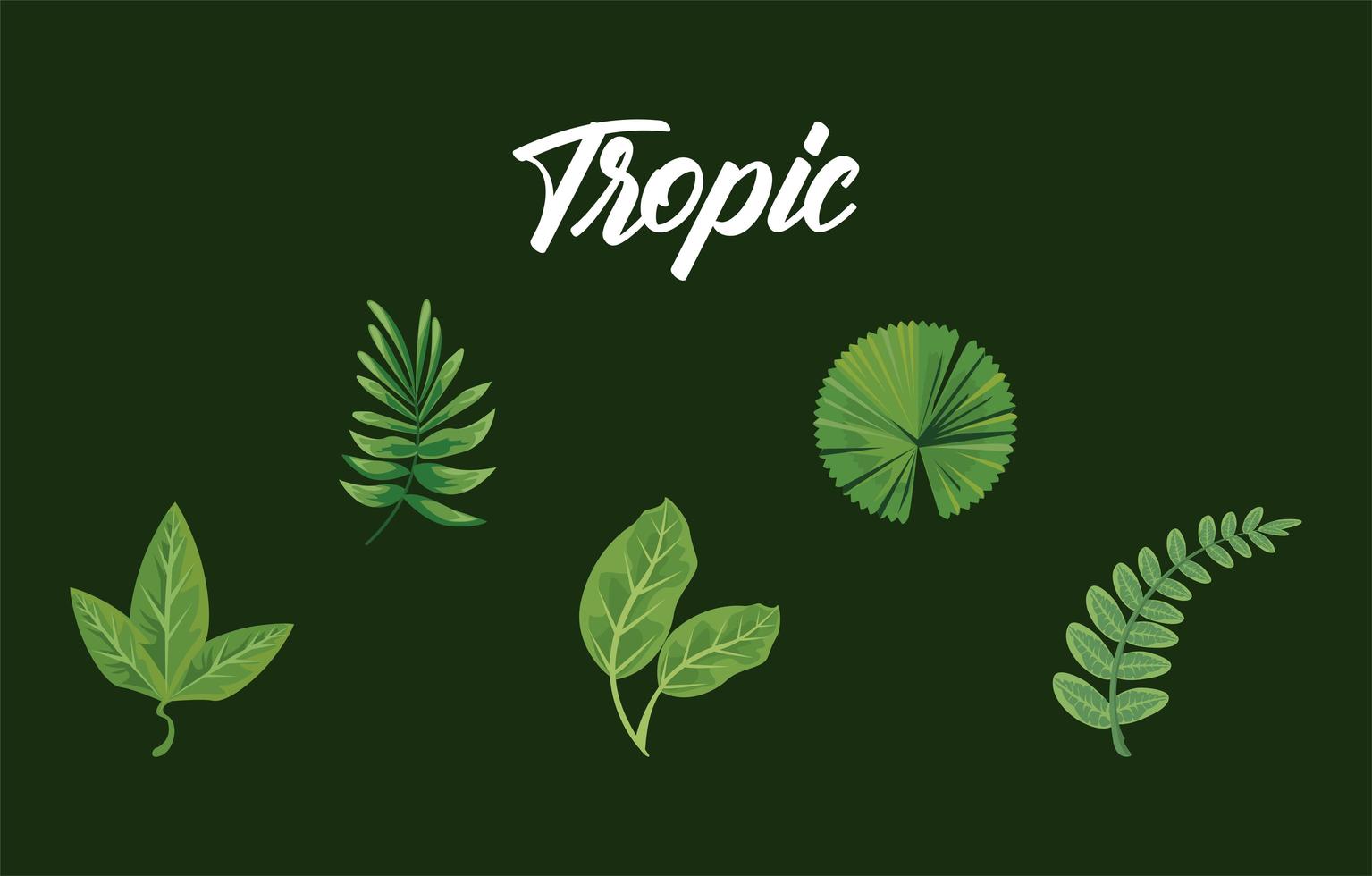 paquet de quatre feuilles plantes icônes de la nature verte et lettrage tropique vecteur