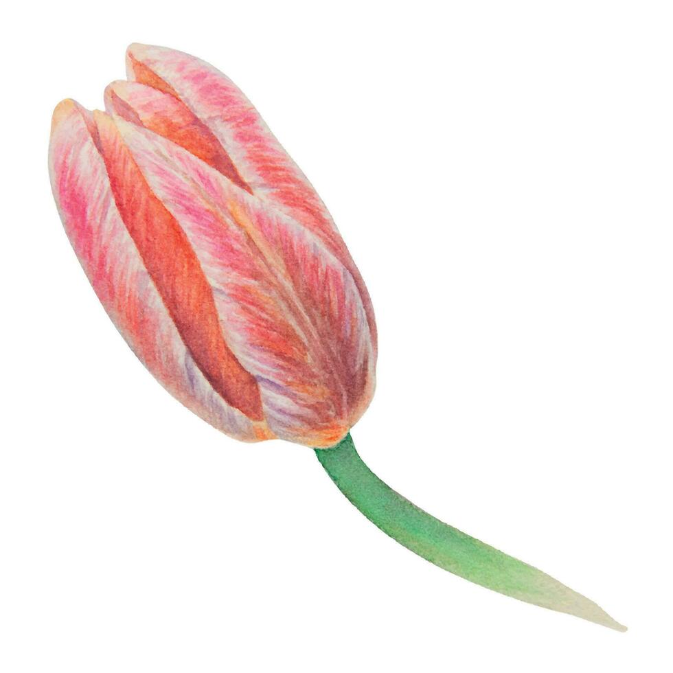 aquarelle réaliste botanique illustration de rose tulipe isolé sur blanc Contexte pour votre conception, mariage impression des produits, papier, faire-part, cartes, tissu, affiches, carte pour de la mère jour, Mars vecteur