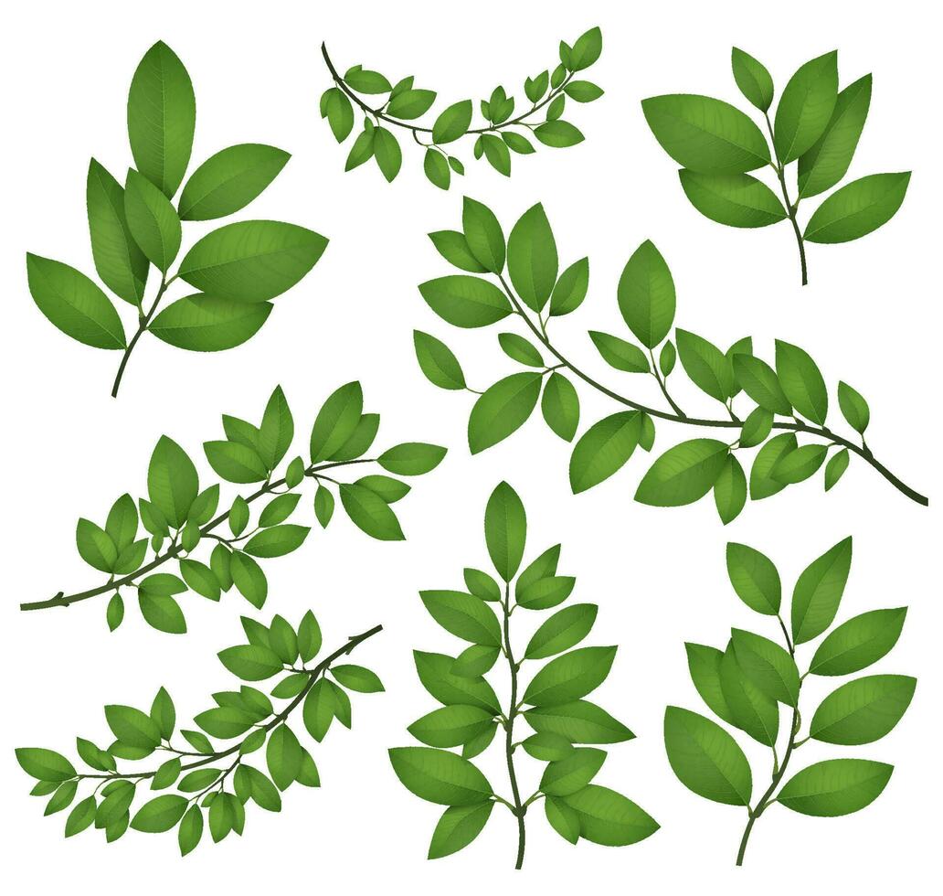 isolé arbre branches avec vert feuilles. détaillé botanique vecteur illustration.