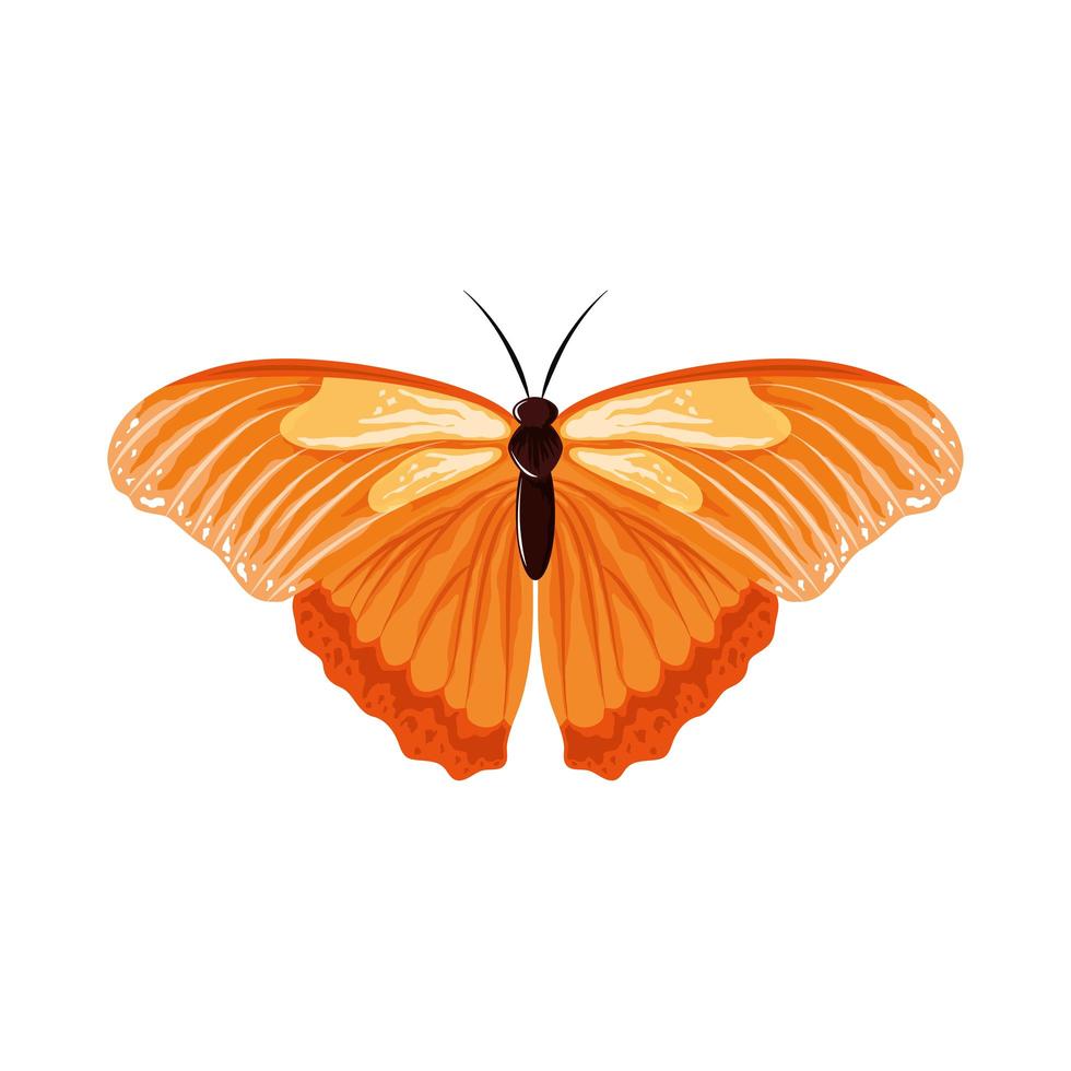 insecte papillon aquarelle vecteur