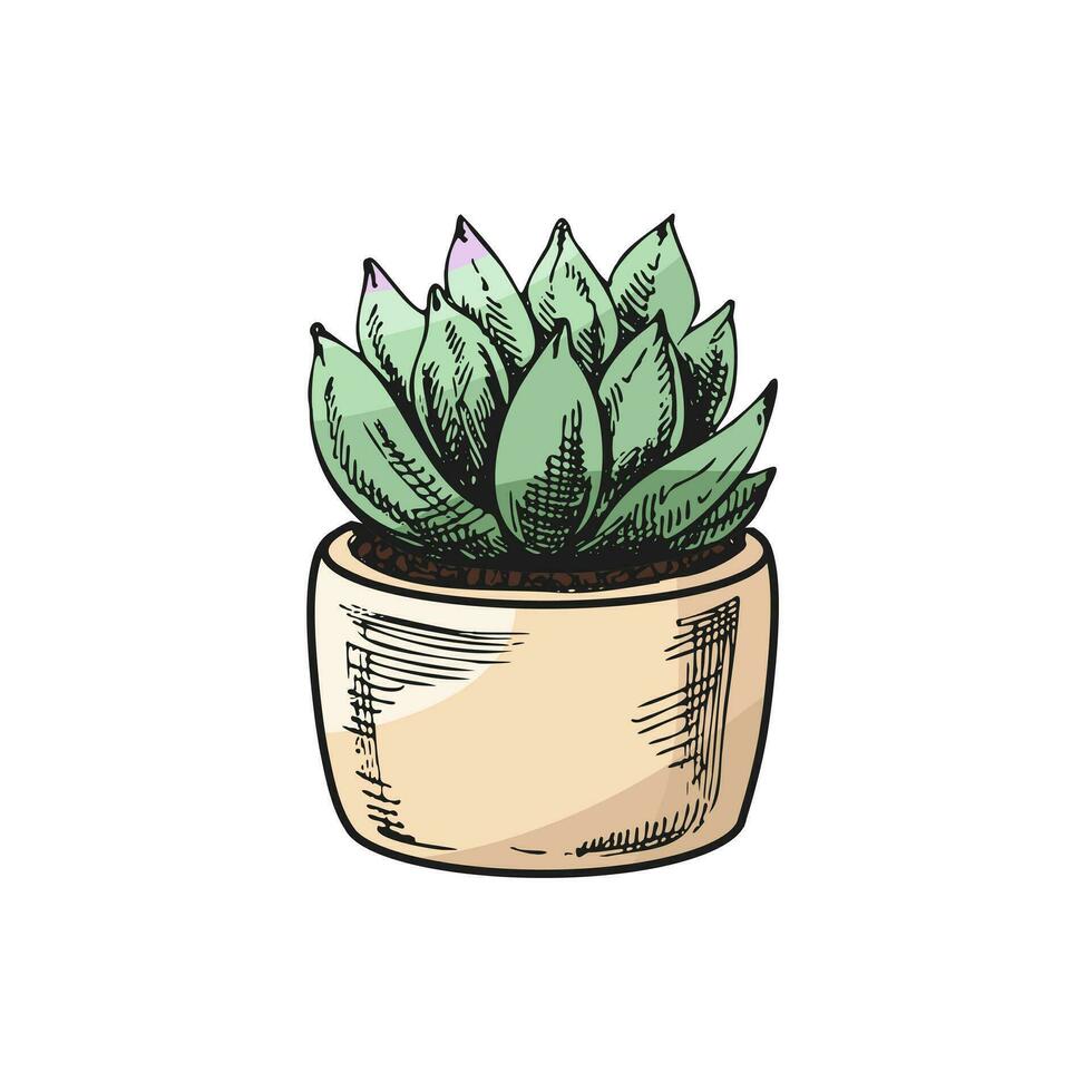 main tiré coloré vecteur esquisser de une succulent dans une pot. isolé élément pour conception. ancien illustration. élément pour le conception de Étiquettes, emballage et cartes postales.