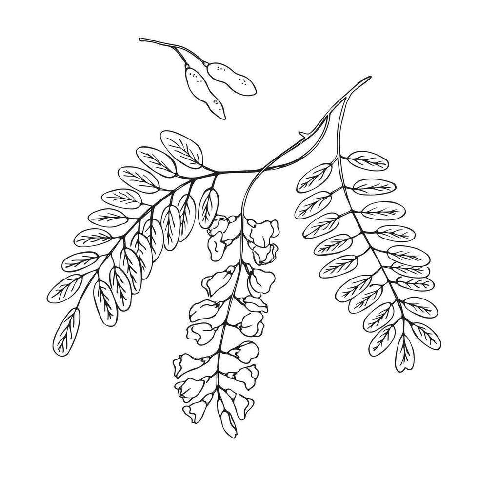 acacia branche avec fleur plante vecteur illustration main tiré dans griffonnage esquisser style. plante conception élément sur isolé blanc fond.robinia pseudoacacia