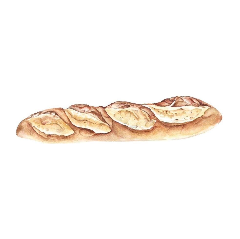 Frais baguette entier.frais baguette entier et Couper dans moitié, français pain. main tiré aquarelle. vecteur