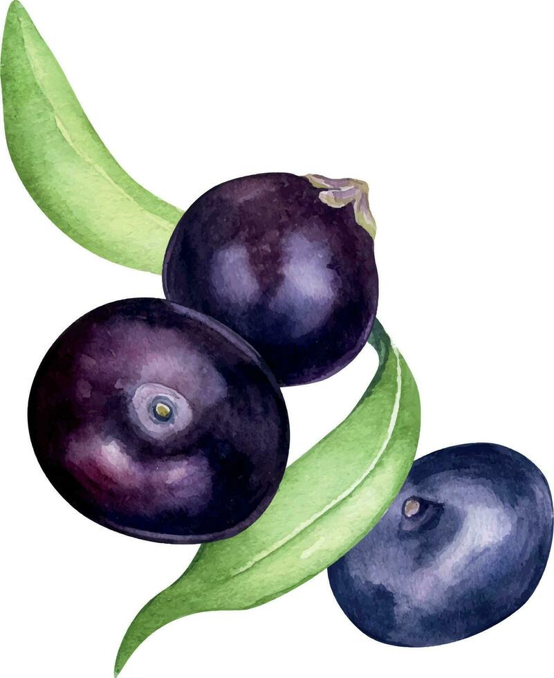 composition de acai baies et paume feuilles aquarelle illustration isolé sur blanc Contexte. exotique amazone petit violet baies, tropical fruit main dessiné. conception élément pour emballage, étiquette vecteur