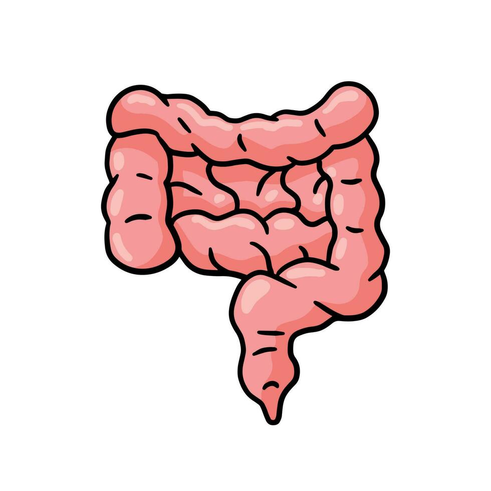 intestin interne organe. Humain rose digestif tract. médical icône. illustration isolé sur blanc vecteur