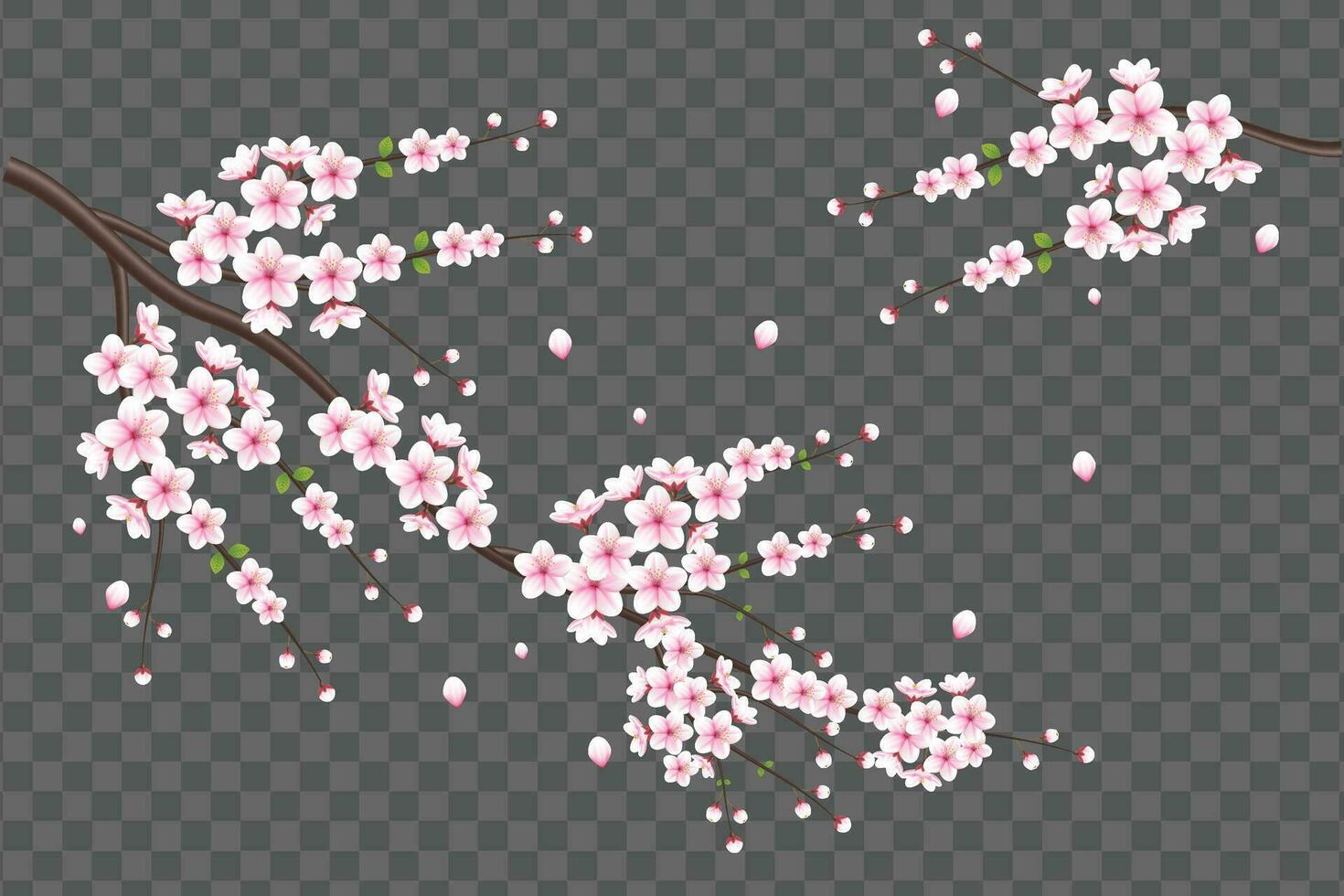 réaliste Cerise fleur et Cerise fleurs et pétales illustration, cerise fleur vecteur. rose Sakura fleur Contexte. Cerise fleur fleur épanouissement vecteur