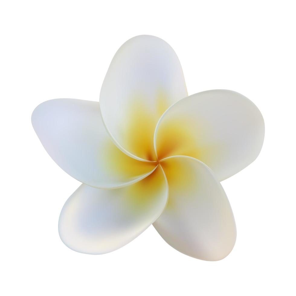 fleur de frangipanier réaliste isolé sur fond blanc vecteur