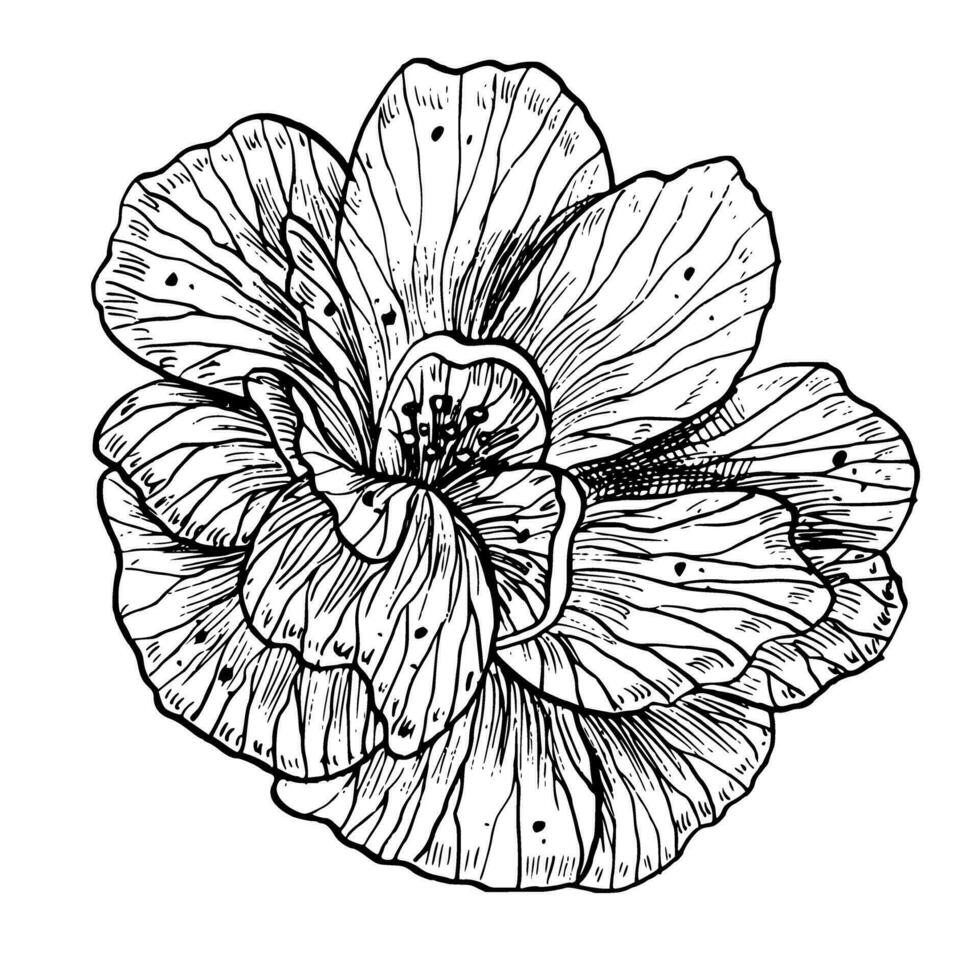 Rose fleur. main tiré floral vecteur illustration sur isolé Contexte dans contour style. graphique dessin de pivoine peint par noir encre pour icône ou logo. botanique gravure pour mariage invitation.