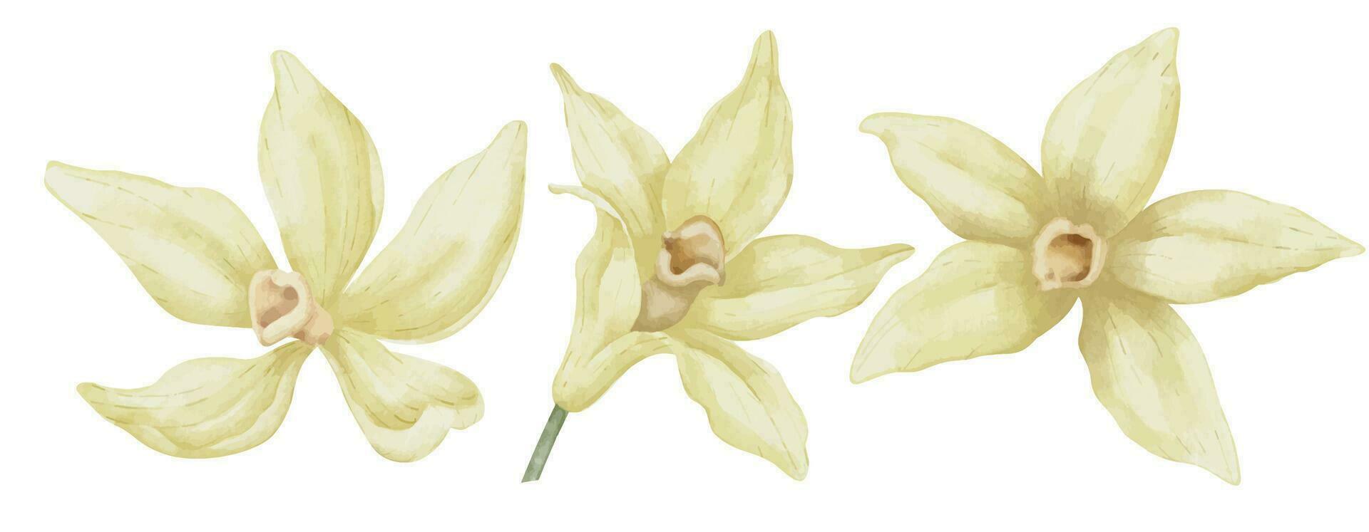 vanille fleurs ensemble. main tiré aquarelle illustration de Jaune orchidée les plantes sur blanc isolé Contexte. dessin de à base de plantes ingrédient pour cuisine ou arôme saveur. paquet de épanouissement les plantes vecteur