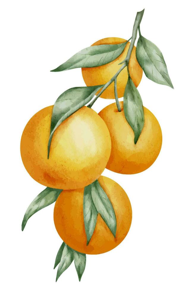 Orange fruit branche. main tiré aquarelle illustration de Jaune tropical agrumes nourriture sur blanc isolé Contexte. dessin de mandarin arbre avec vert feuilles. esquisser de juteux clémentine pour menu vecteur