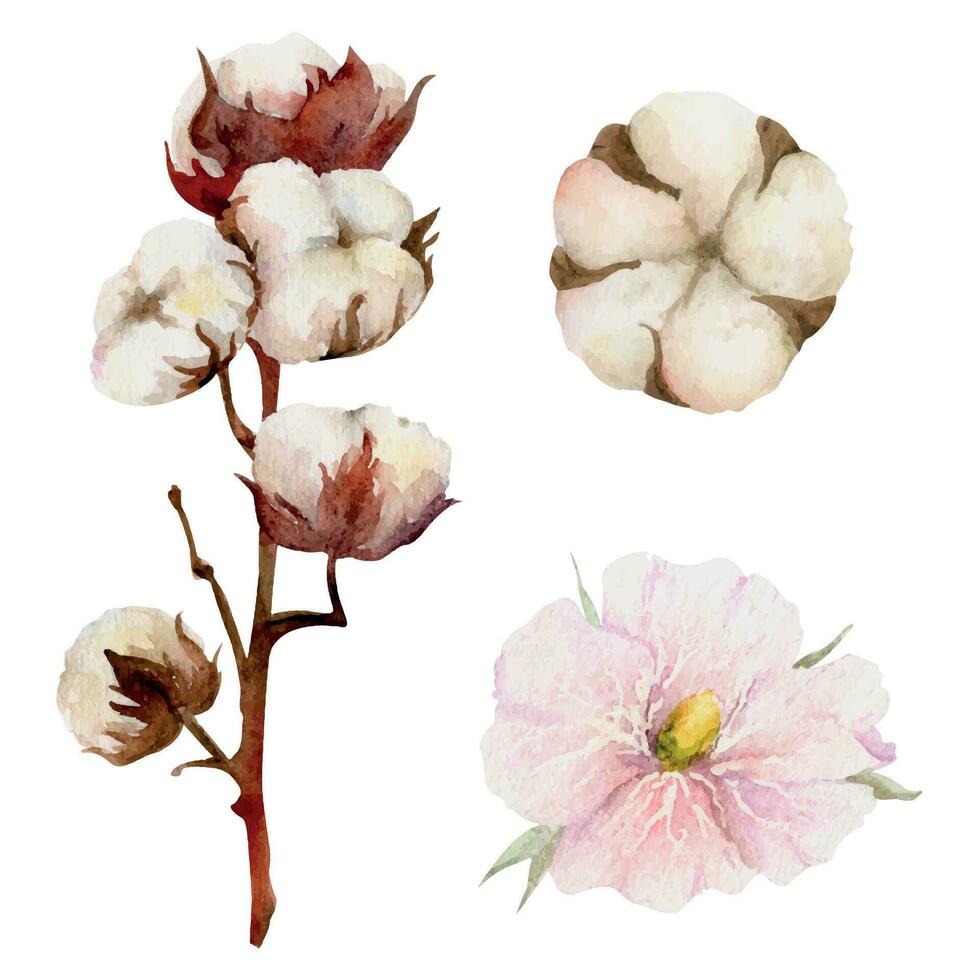 main tiré aquarelle rose, vert et marron coton fleur, feuilles bourgeons bol. Naturel plante. botanique illustration isolé objet ensemble sur blanc Contexte. pour magasin logo imprimer, site Internet, carte, brochure. vecteur