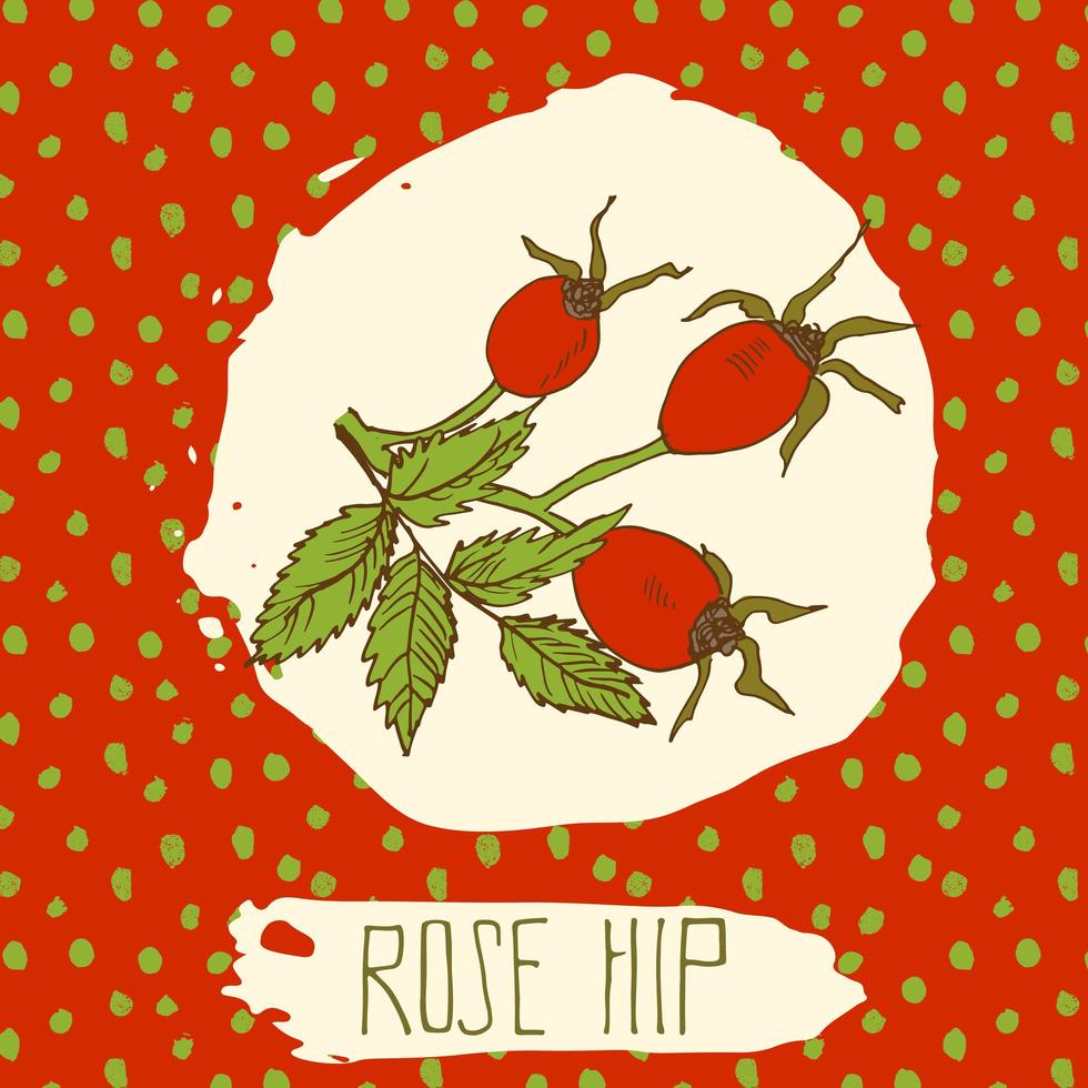 dogrose dessinés à la main fruits esquissés avec feuille sur fond avec motif de points. doodle vecteur rose hip pour logo, étiquette, identité de marque