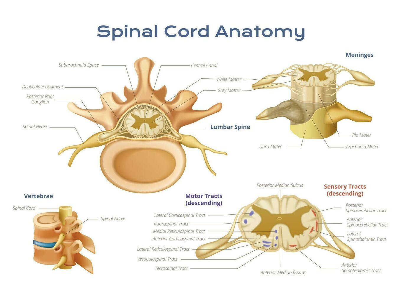 spinal corde anatomie infographie vecteur