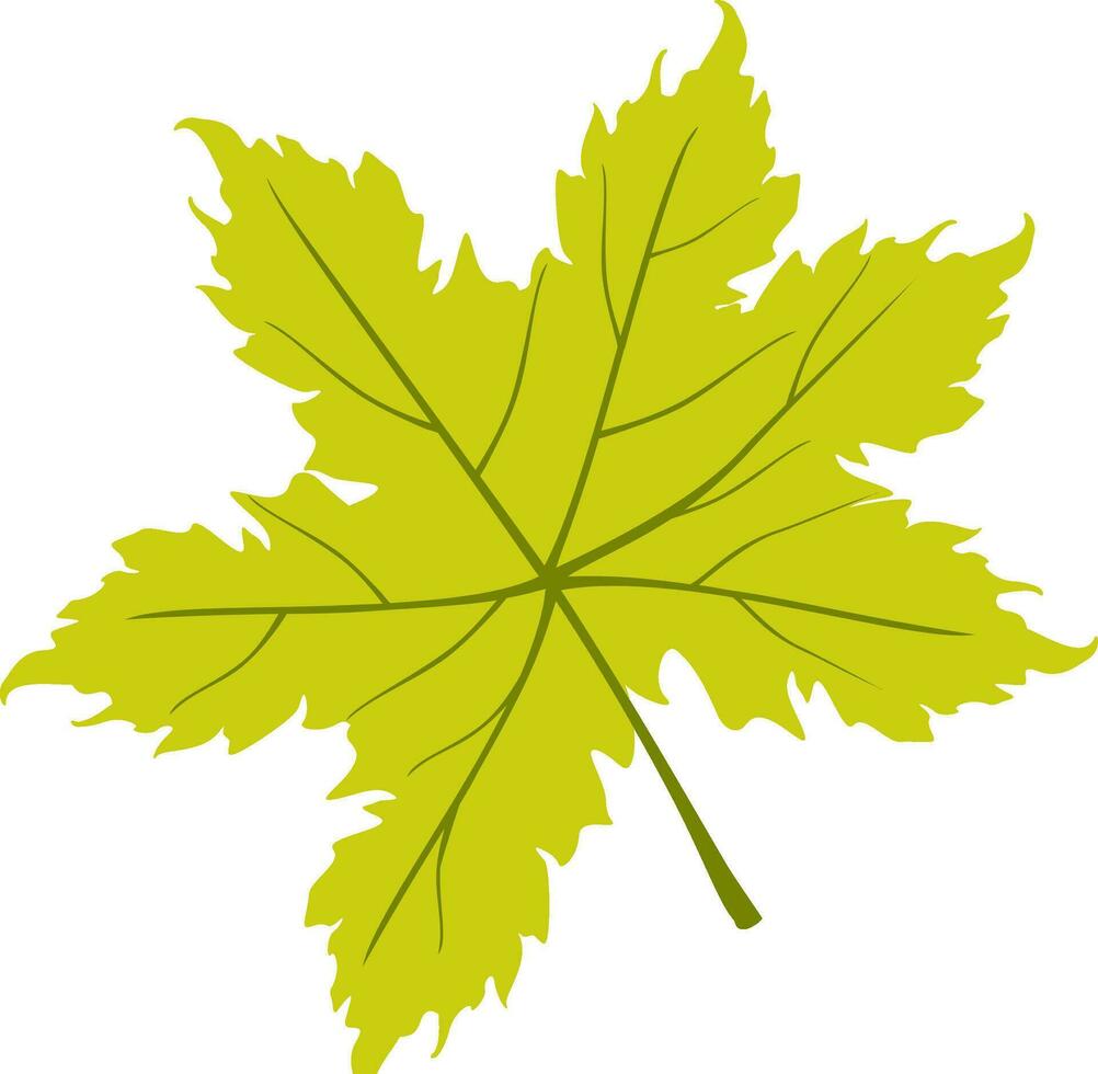 illustration de érable feuilles. vecteur