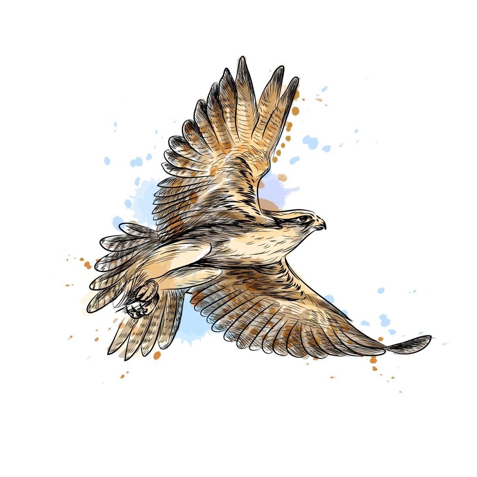 faucon en vol d'une éclaboussure de croquis dessinés à la main aquarelle illustration vectorielle de peintures vecteur