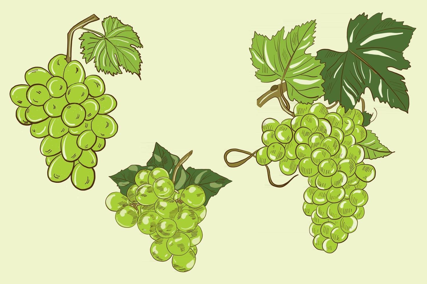 illustration vectorielle de grappes vertes de raisin avec des feuilles vecteur