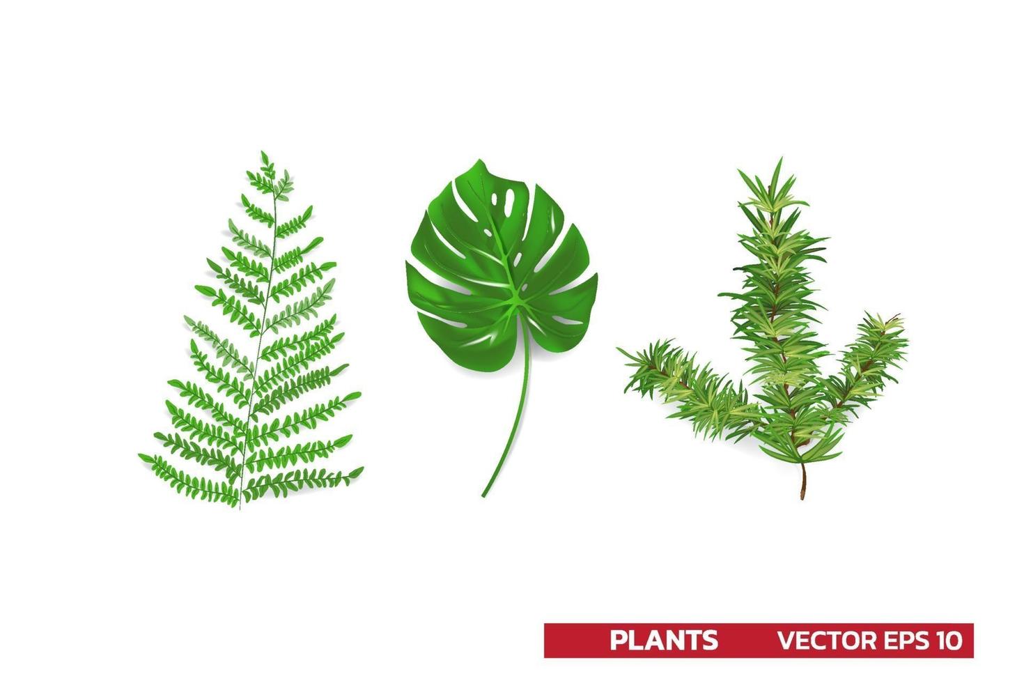 ensemble de feuilles de plantes de forêts tropicales monstera fougère feuille de pin isolé sur blanc peut être utilisé pour les cartes de voeux flyers invitations web design à tout vecteur