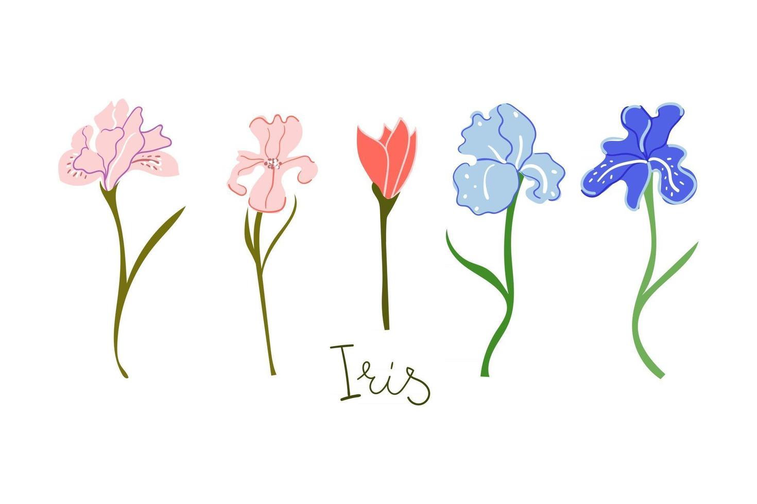 fleurs d'iris dessinés à la main fleurissent concept de carte de voeux de mariage jardinage vecteur