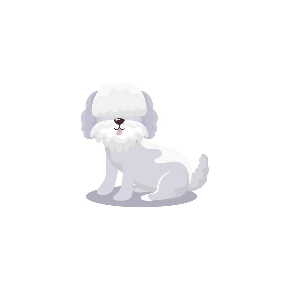 animal de compagnie petit chien caniche animal domestique fond blanc vecteur