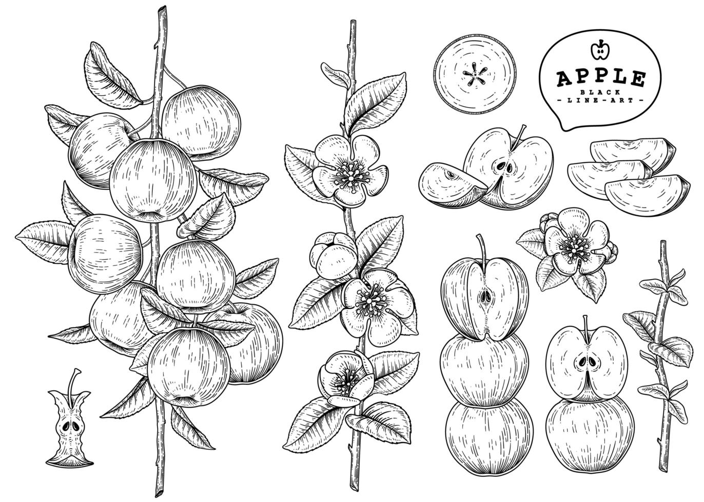 demi-tranche entière et branche de pomme avec fruits et fleurs croquis dessinés à la main illustrations botaniques ensemble décoratif vecteur