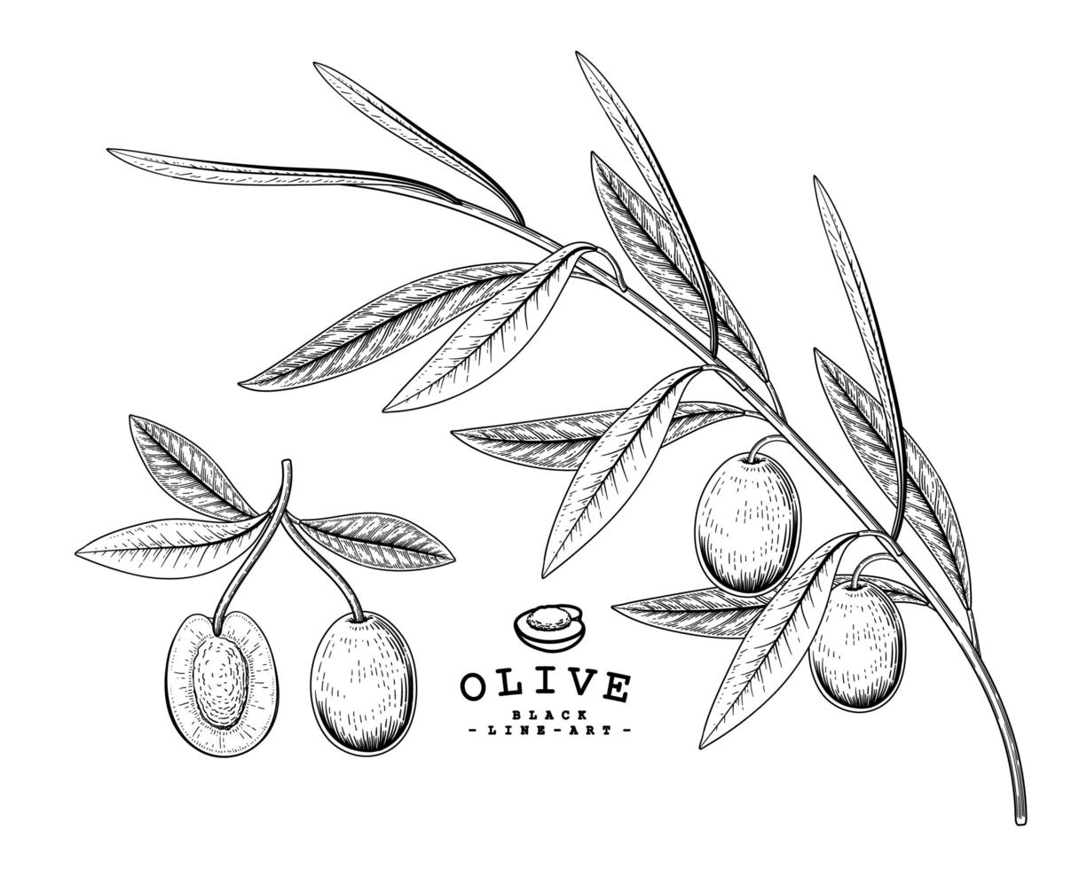 branche d'olivier avec fruits croquis dessinés à la main ensemble décoratif d'illustrations botaniques vecteur