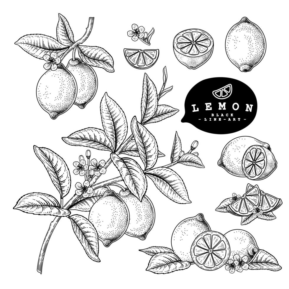 demi-tranche entière et branche de citron avec fruits et fleurs croquis dessinés à la main illustrations botaniques ensemble décoratif vecteur